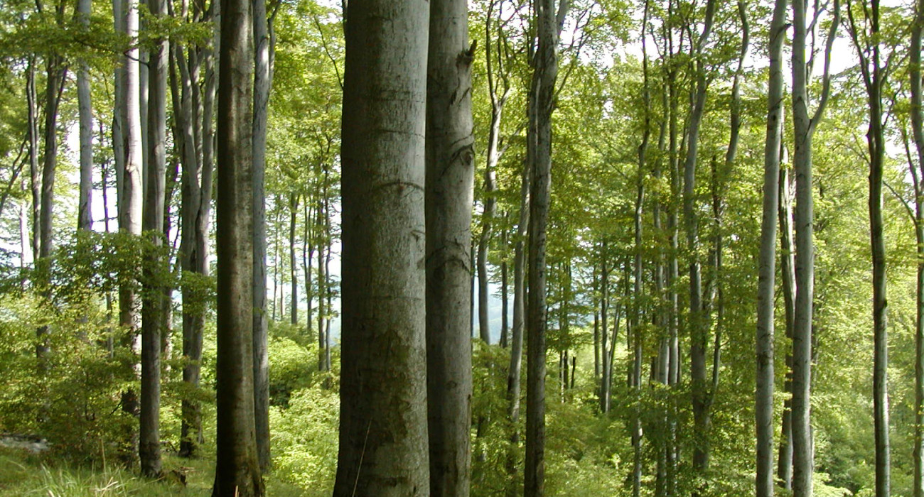 Přírodní podmínky lesů v Chřibech a největší evropská vážka